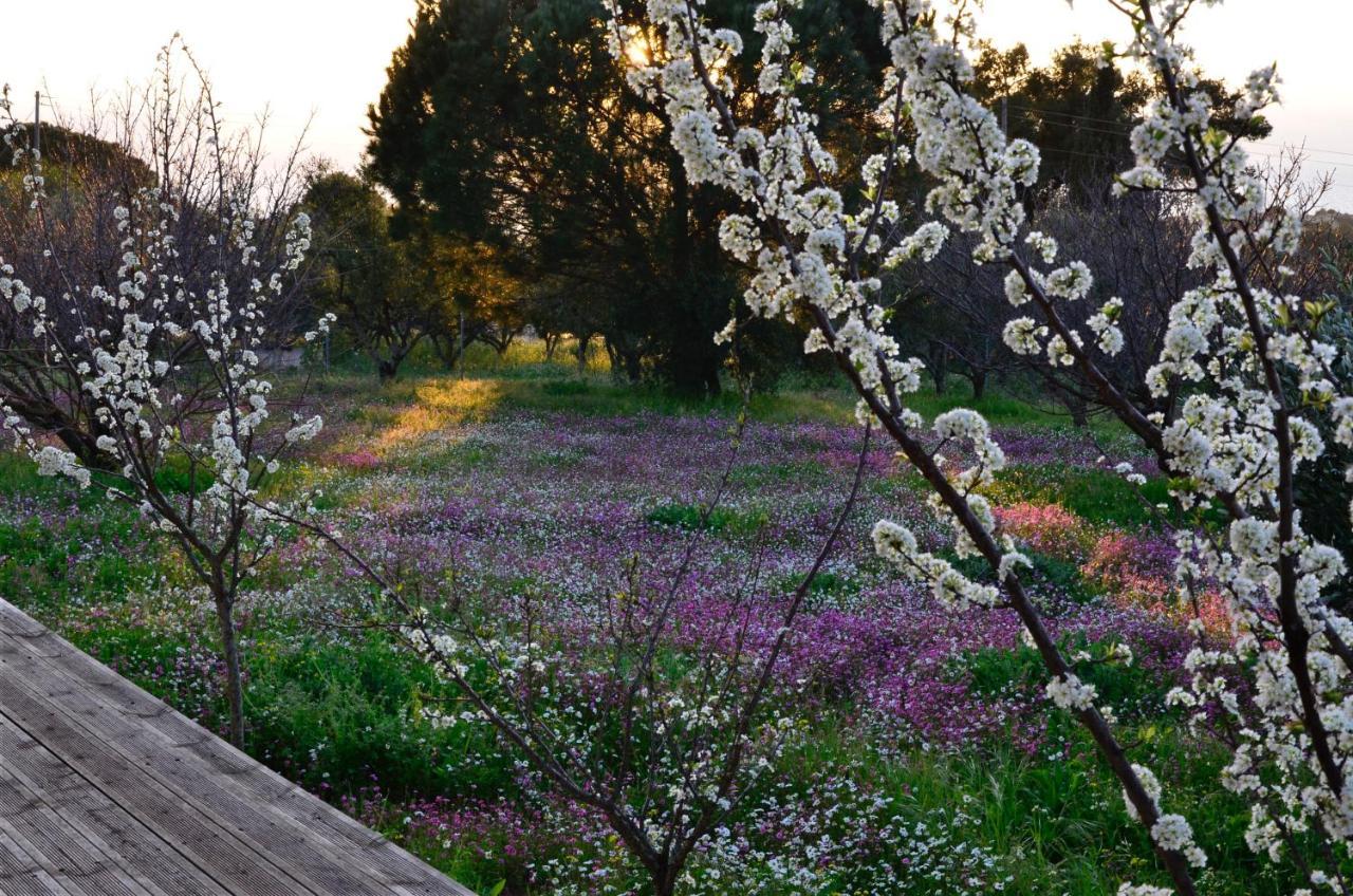 Villa Aliki Petrochori  Dış mekan fotoğraf